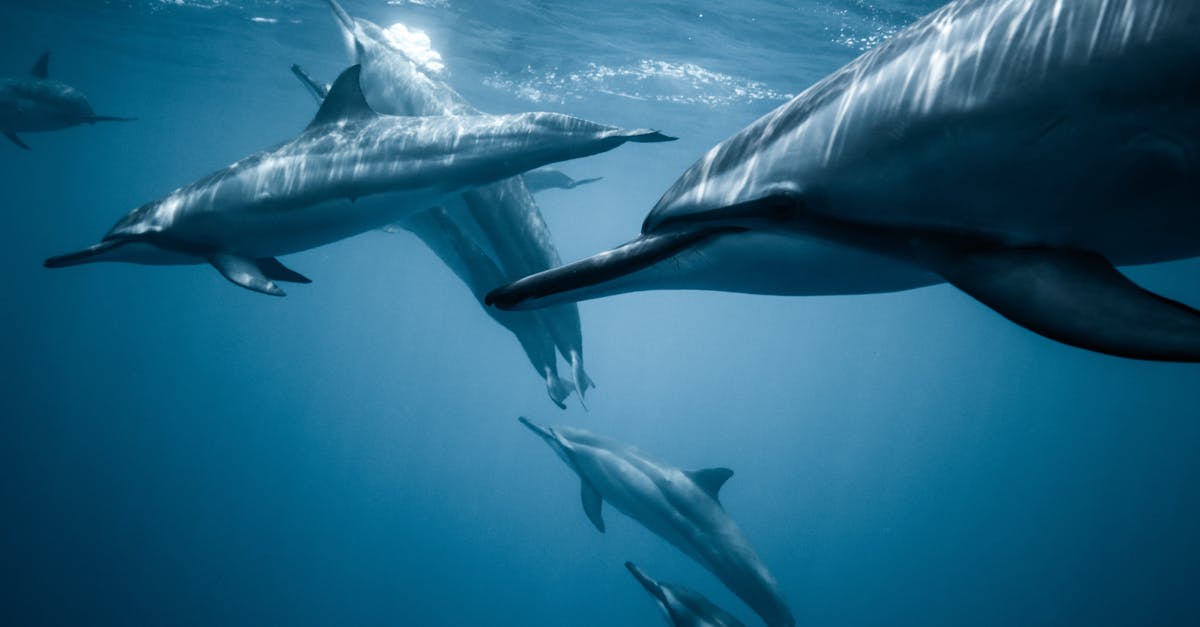 découvrez tout sur les dauphins : habitat, comportement, alimentation, et plus encore. apprenez à connaître ces créatures fascinantes de l'océan.