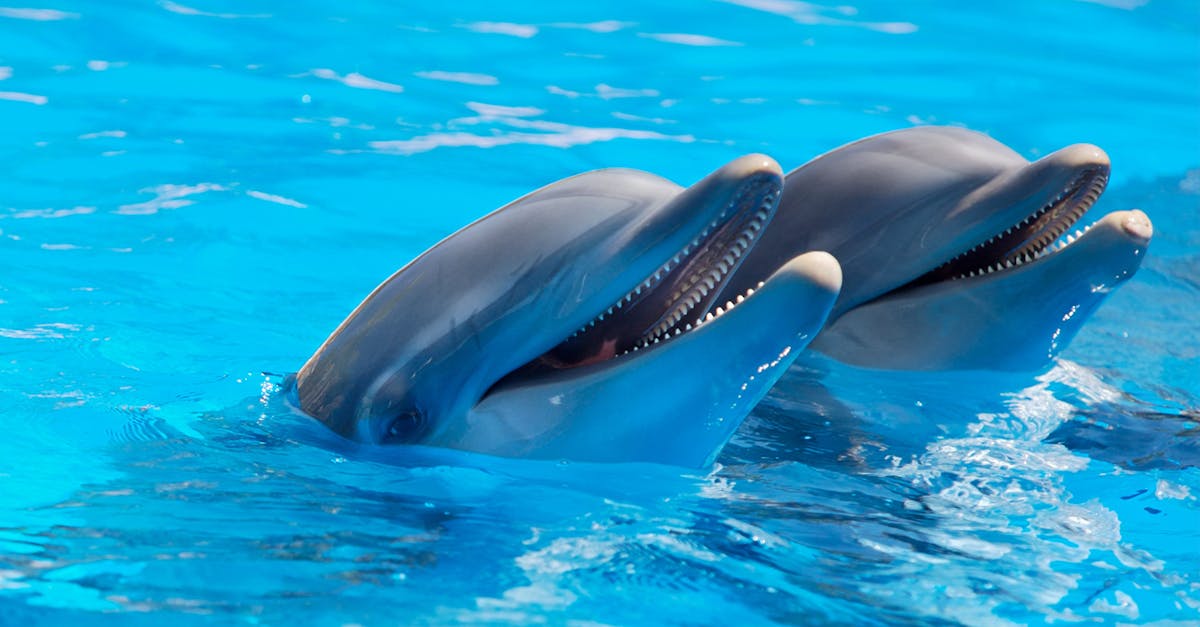 découvrez tout sur les dauphins, leur comportement, leur environnement et leur importance dans l'écosystème marin.